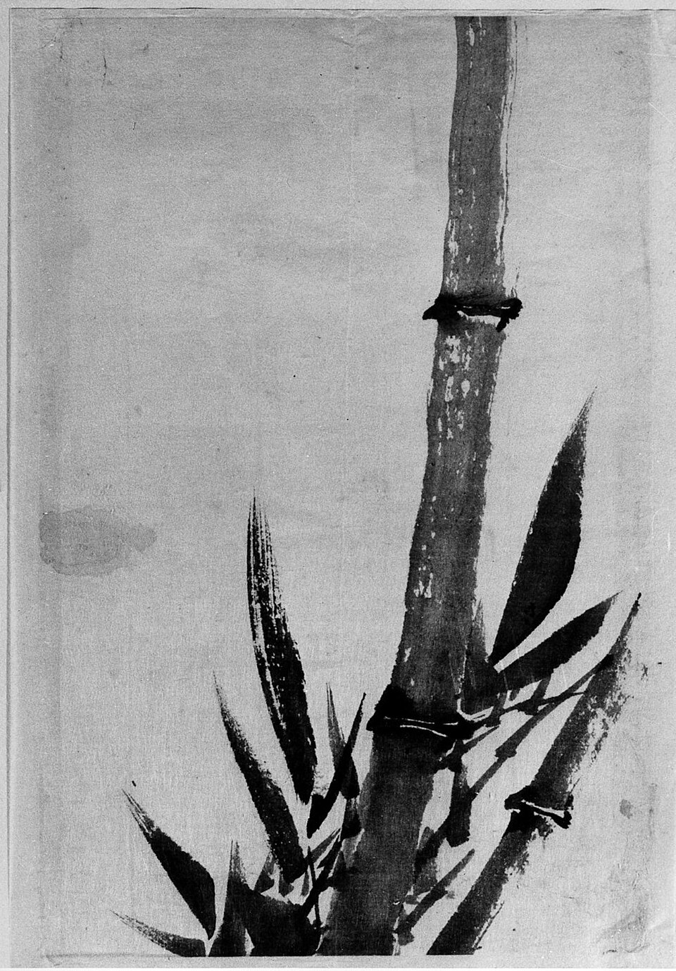 Bamboo
