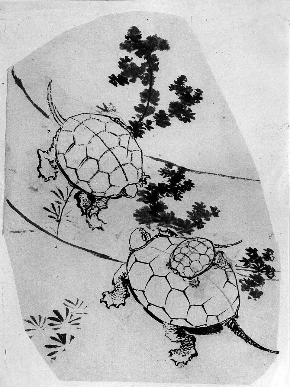 Turtles