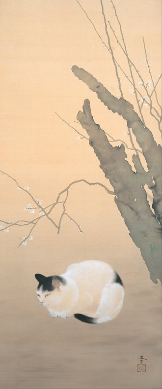 猫梅