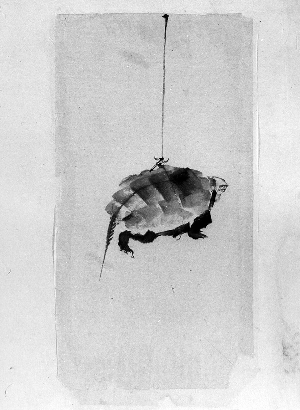 Tortoise Suspended By String