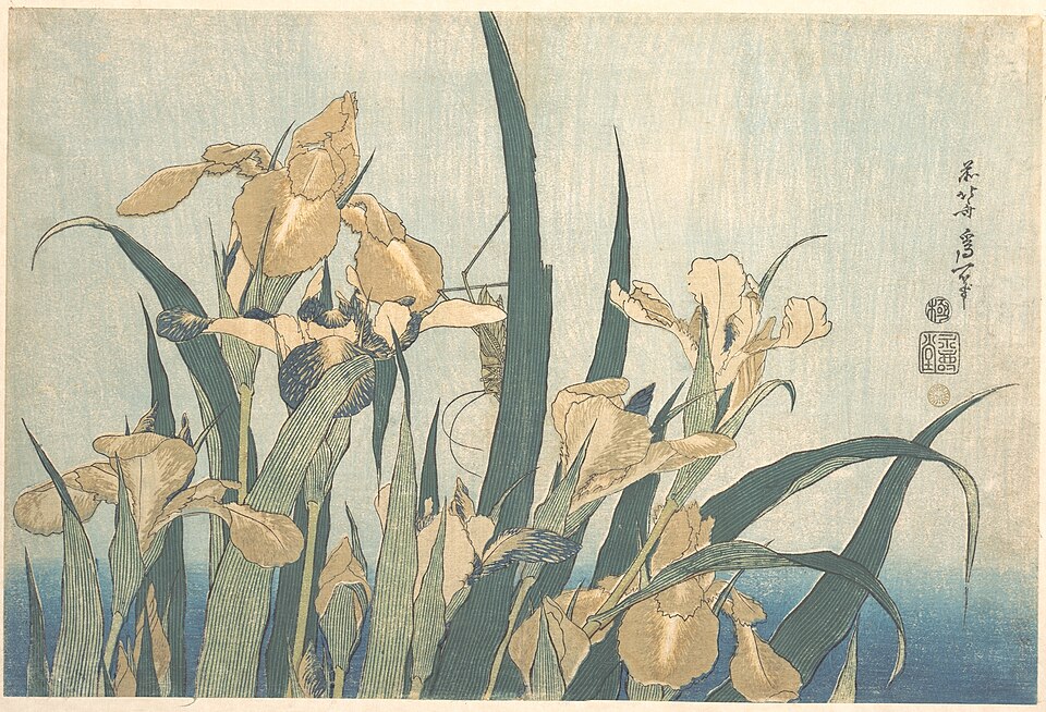 燕子花
