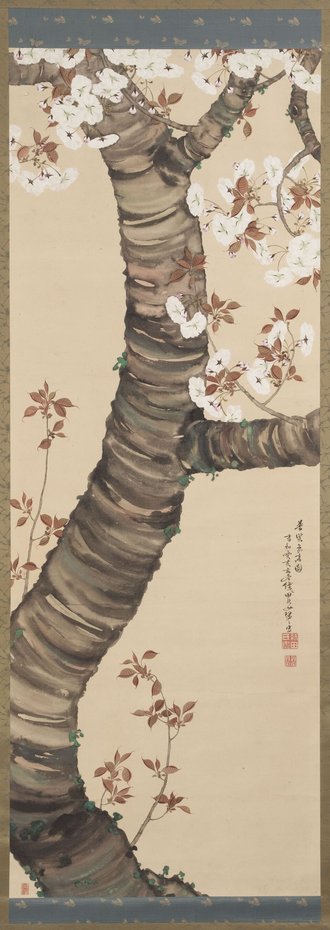 Blossoming Cherry
