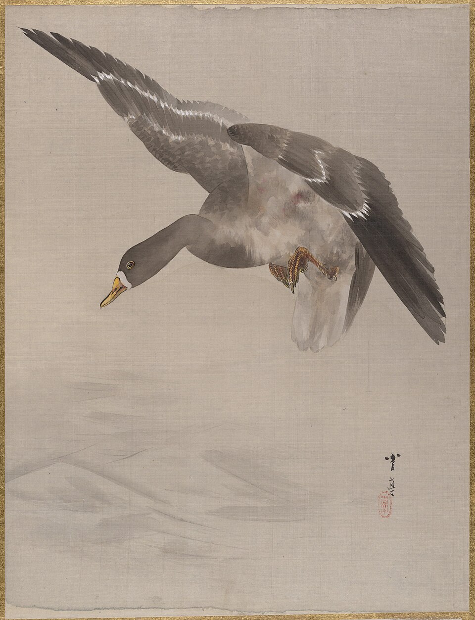 Duck