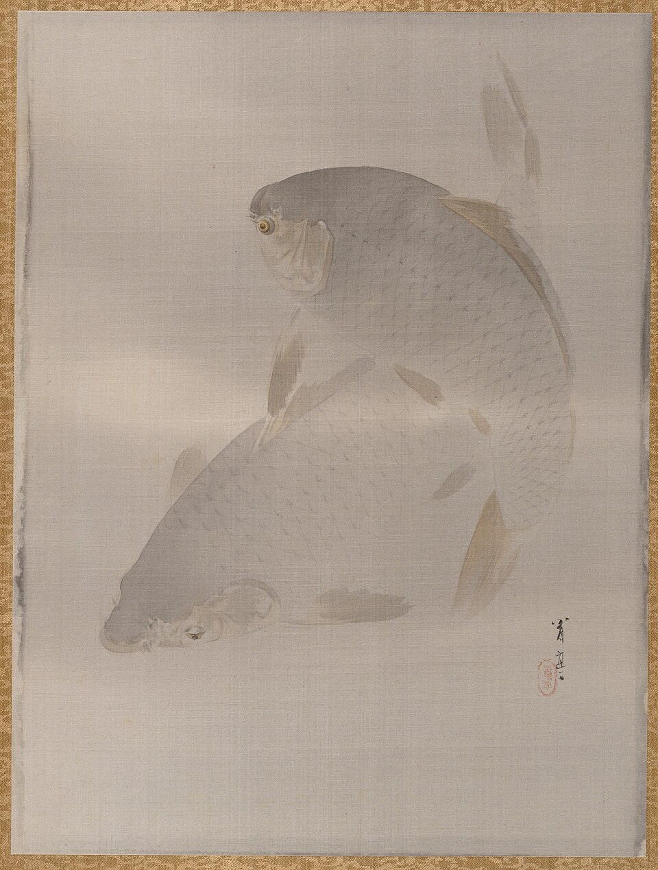 Carp swimming
