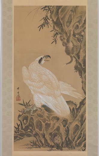 White Eagle Eyeing a Mountain Lion