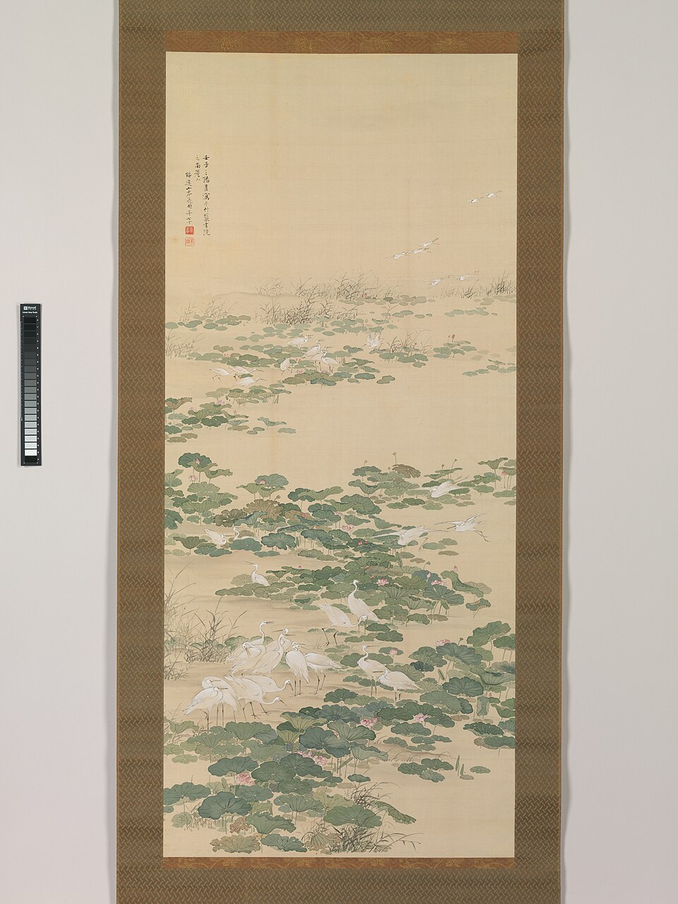 Egrets in a Lotus Pond