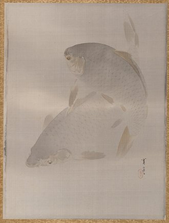 Carp swimming